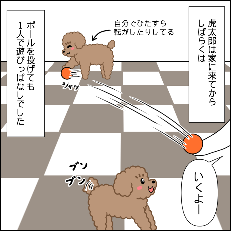 持ってこいを教えてみた トイプードル虎太郎の日記ブログ